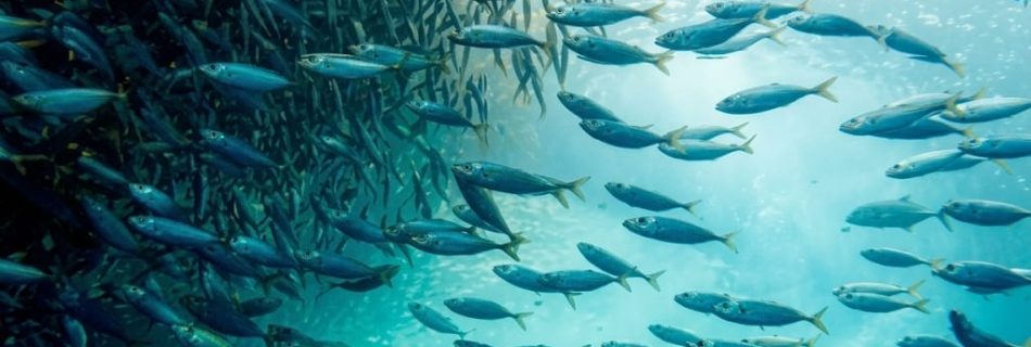 Día Mundial de la Migración de los Peces