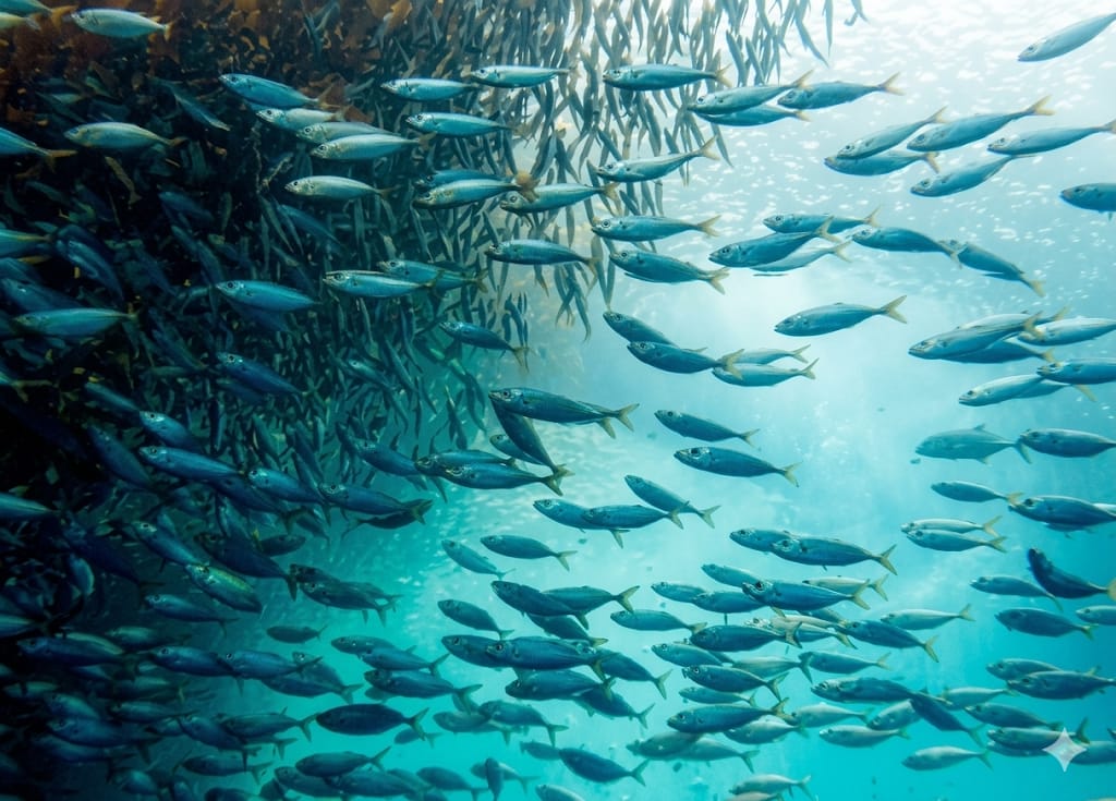 Día Mundial de la Migración de los Peces